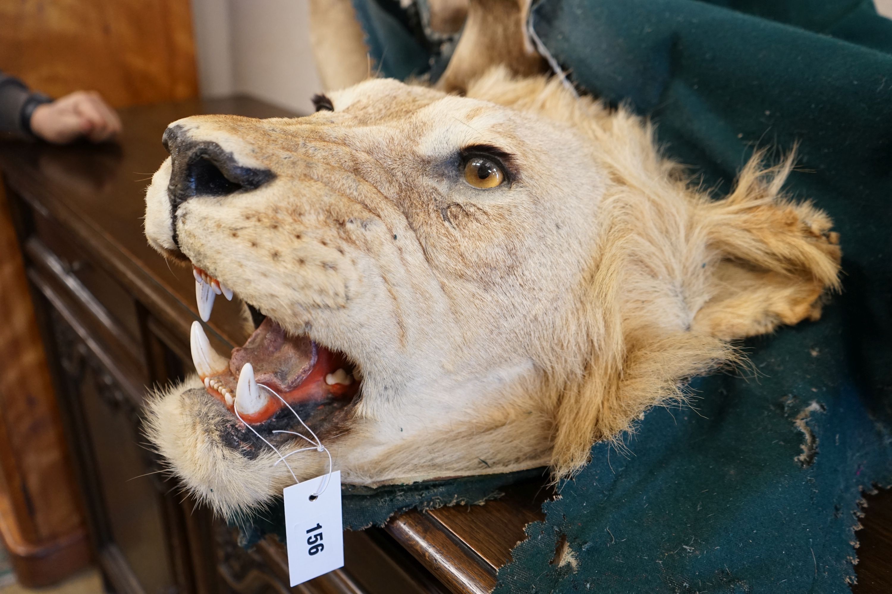 A lion skin rug, green felt lining, 285 cm long